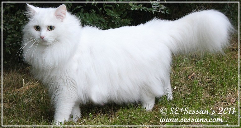 Sibirisk katt, vit hona SE*Sessans uppfdning